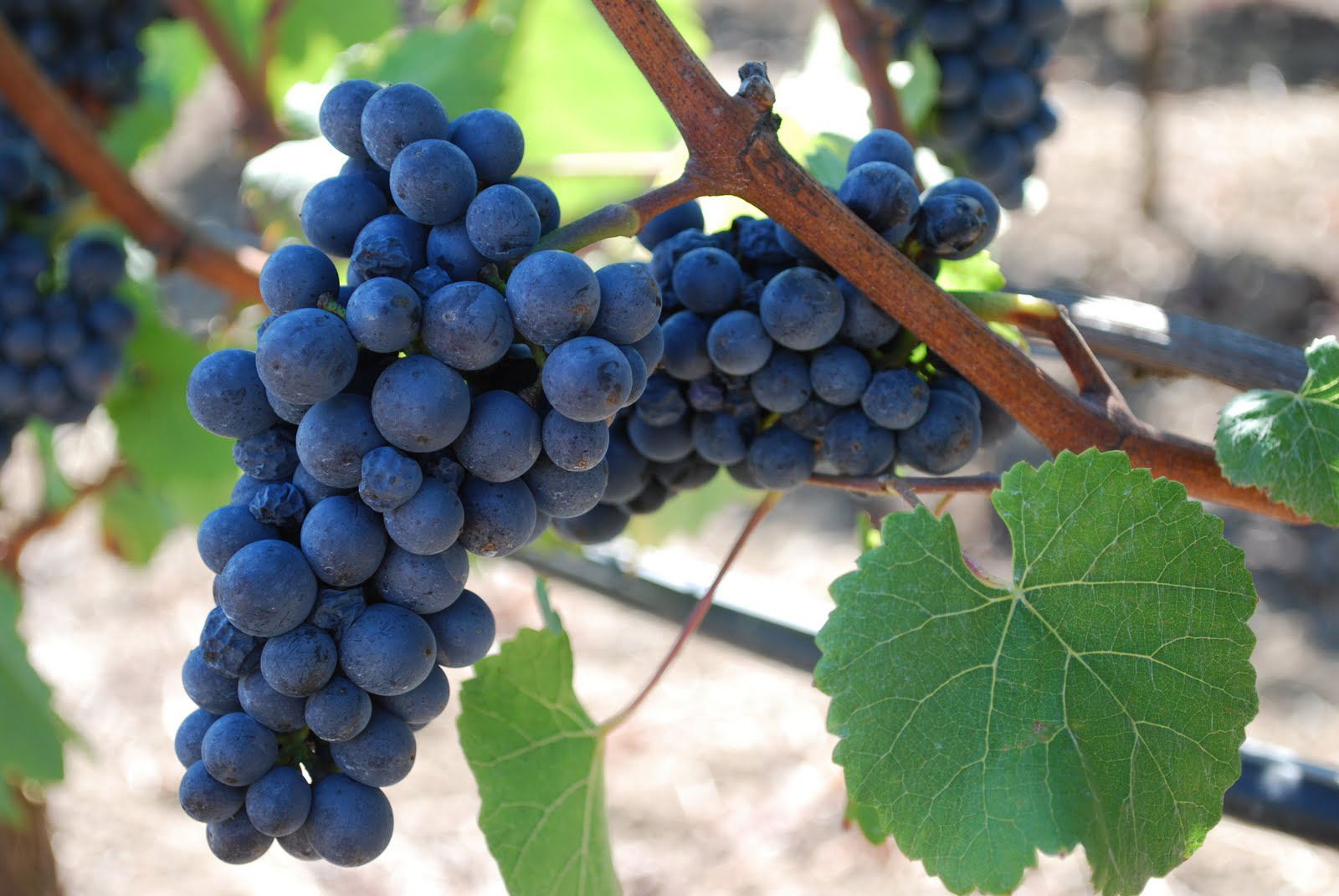 pinot-noir-grapes.jpg